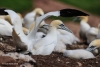 Gannets_0889