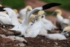 Gannets_0890