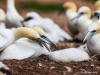 Gannets_0907