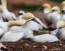 Gannets_0912