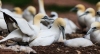 Gannets_0917