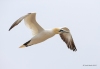 Gannets_0968