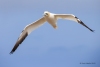 Gannets_1059