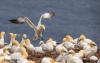 Gannets_1176