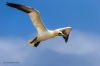 Gannets_1339