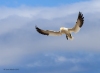 Gannets_1433