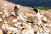 Gannets_1535