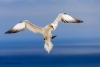 Gannets_1538