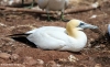 Gannets_2031