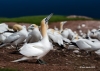 Gannets_2065