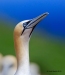 Gannets_2277