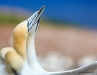 Gannets_2413