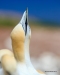 Gannets_2414