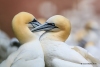 Gannets_2693