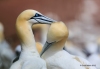 Gannets_2708