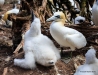 Gannets_2848