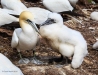 Gannets_2859