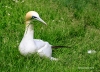 Gannets_2900