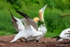 Gannets_2929