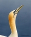 Gannets_2965