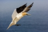 Gannets_2972