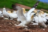 Gannets_3024_web