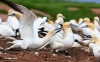 Gannets_3026_web