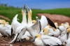 Gannets_3029_web