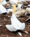 Gannets_3071_web