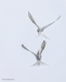 Arctic Tern_78