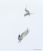Arctic Tern_82
