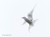 Arctic Tern_96
