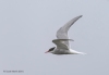 Arctic Tern_99