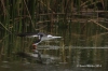 Black Skimmer 11