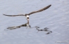 Black Skimmer 12