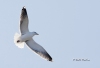 Great Black Backed Gull 01