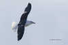 Great Black Backed Gull 02