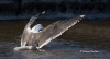 Great Black Backed Gull 04