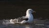 Great Black Backed Gull 05