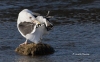 Great Black Backed Gull 06