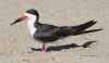 Black Skimmer 01