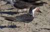 Black Skimmer 03