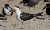 Black Skimmer 04