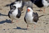 Black Skimmer 05