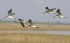 Black Skimmer 06