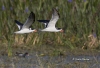 Black Skimmer 07