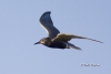 Black Tern 01