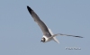 Laughing Gull 01