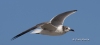 Laughing Gull 02