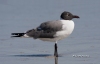 Laughing Gull 03